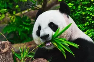 励齿